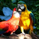 iguazu parrot