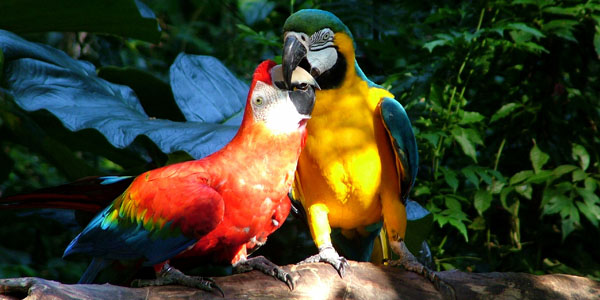 iguazu parrot