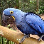 iguazu parrot