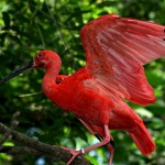 iguazu parrot