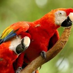 iguazu parrot