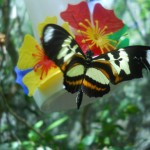 butterfly in iguazu