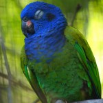 iguazu parrots