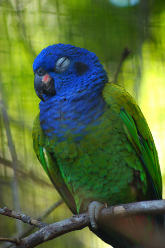 iguazu parrots