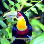 iguazu parrot